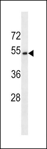 ANTI-CCDC112 (N-TERM) antibody produced in rabbit