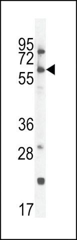 ANTI-CCDC148 (CENTER) antibody produced in rabbit