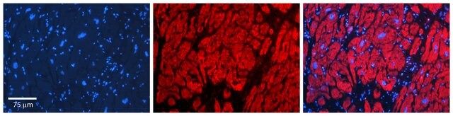 Anti-CBR1 antibody produced in rabbit