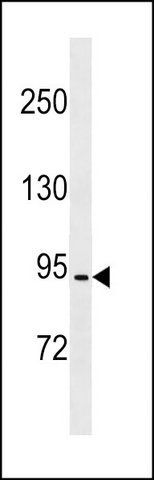 ANTI-CCDC66 (C-TERM) antibody produced in rabbit