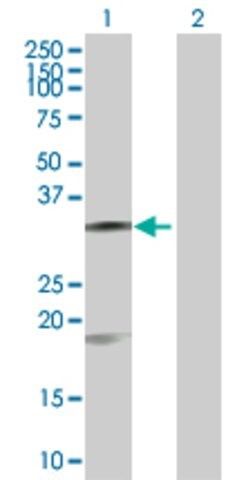 Anti-CASP7 antibody produced in mouse