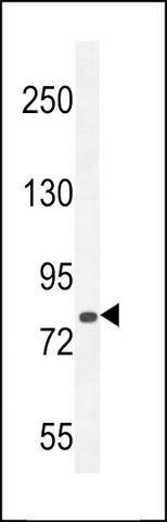 ANTI-CB086 (C-TERM) antibody produced in rabbit