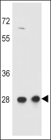 ANTI-CCDC134(C-TERMINAL) antibody produced in rabbit