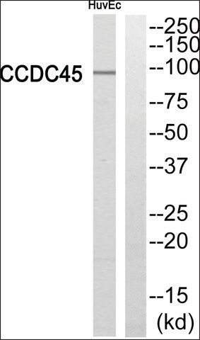 Anti-CCDC45 antibody produced in rabbit