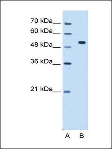 Anti-CCDC19 antibody produced in rabbit