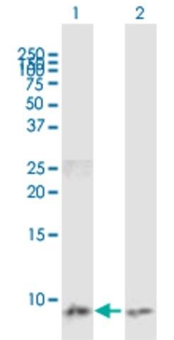 Anti-CCL3 antibody produced in mouse