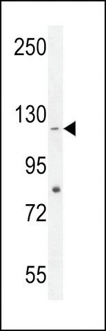 ANTI-CCDC15(C-TERMINAL) antibody produced in rabbit