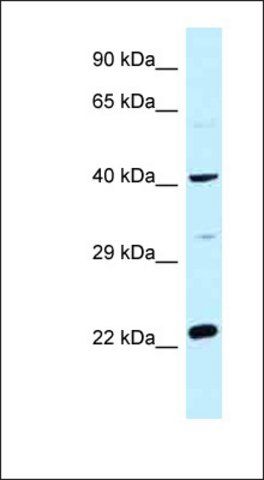 Anti-CCDC68 antibody produced in rabbit