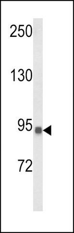 ANTI-CASD1 (N-TERM) antibody produced in rabbit