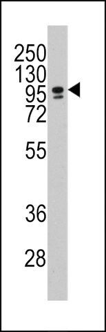 ANTI-CBF (CEBPZ)(C-TERMINAL) antibody produced in rabbit