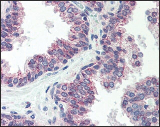 Anti-CBLN1 antibody produced in rabbit