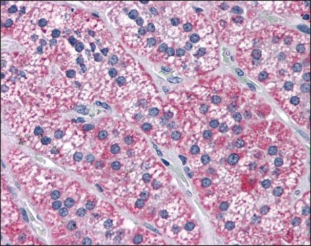 Anti-CCDC134 antibody produced in rabbit