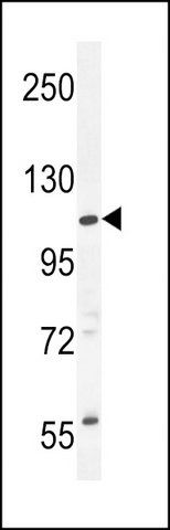 ANTI-CCDC158 (C-TERM) antibody produced in rabbit