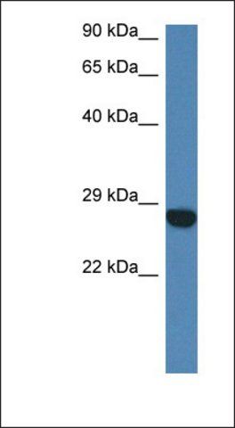 Anti-CCDC90B antibody produced in rabbit