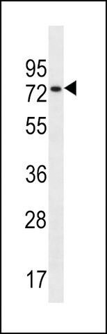 ANTI-CCDC55(N-TERMINAL) antibody produced in rabbit