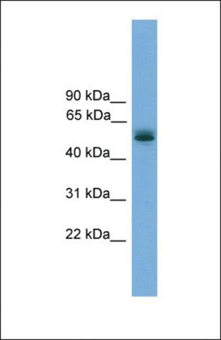 Anti-CCDC76, (N-terminal) antibody produced in rabbit