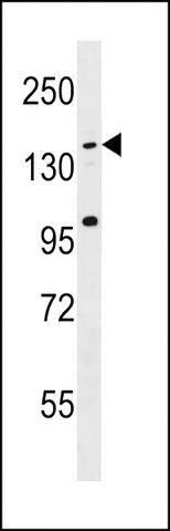 ANTI-CCDC144C(C-TERMINAL) antibody produced in rabbit