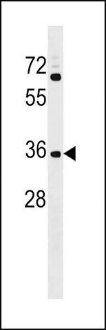 ANTI-CCDC75 (N-TERM) antibody produced in rabbit