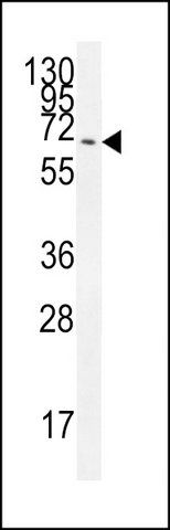 ANTI-CCDC37 (N-TERM) antibody produced in rabbit