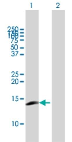 Anti-CCL23 antibody produced in mouse