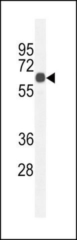 ANTI-CCDC8 (C-TERM) antibody produced in rabbit