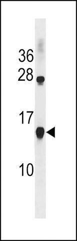 ANTI-CCL17 (C-TERM) antibody produced in rabbit