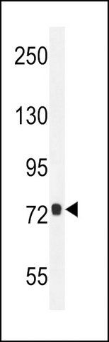 ANTI-CCDC81 (CENTER) antibody produced in rabbit