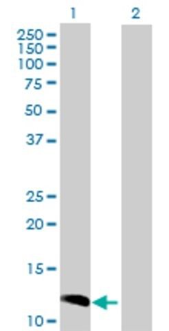 Anti-CCL23 antibody produced in rabbit