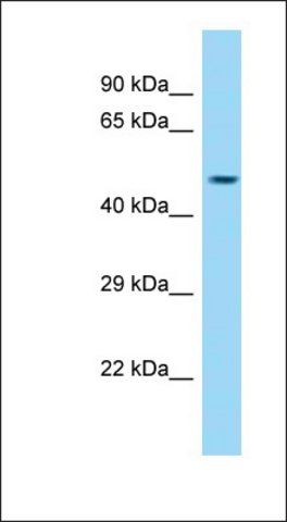 Anti-CCDC91 antibody produced in rabbit