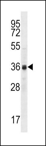 ANTI-CCNYL2 (CENTER) antibody produced in rabbit