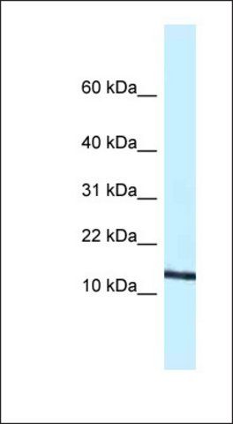 Anti-CCL11 antibody produced in rabbit