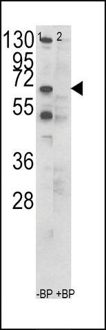 ANTI-CCT3(C-TERMINAL) antibody produced in rabbit