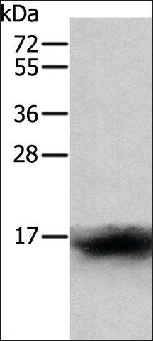 Anti-CCL24 antibody produced in rabbit