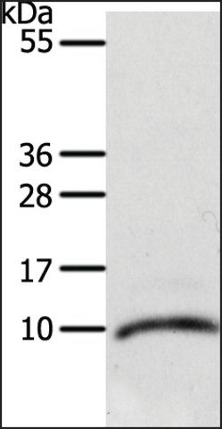 Anti-CCL3L1 antibody produced in rabbit