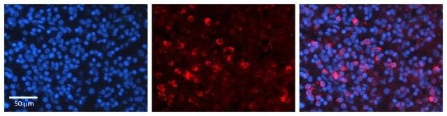 Anti-CCNB1 antibody produced in rabbit