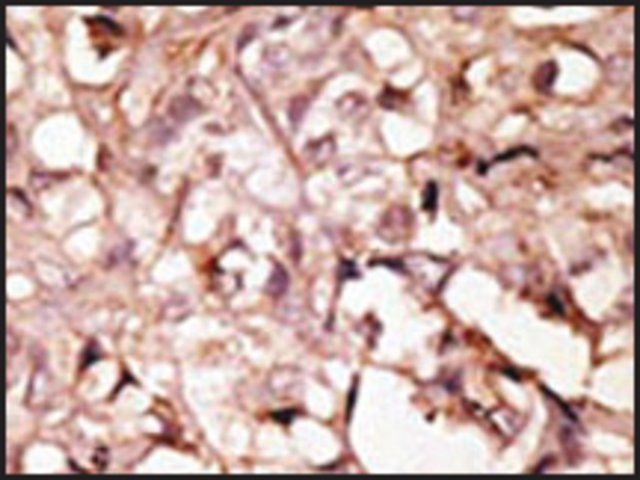 Anti-CCL19 (C-term) antibody produced in rabbit