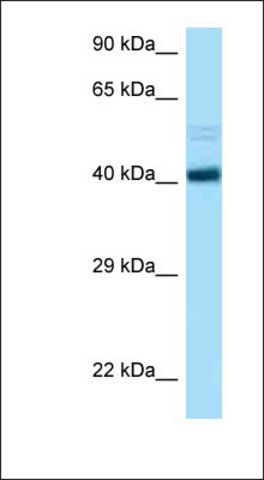 Anti-CCNB2 antibody produced in rabbit