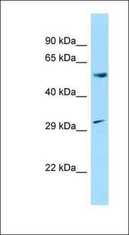 Anti-CCNL1 antibody produced in rabbit