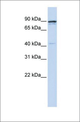 Anti-CCNT1 antibody produced in rabbit