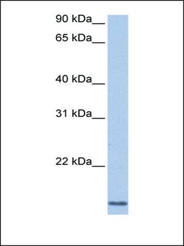 Anti-CCNL2 antibody produced in rabbit