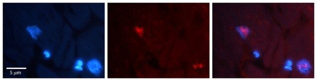 Anti-CCNG1 antibody produced in rabbit