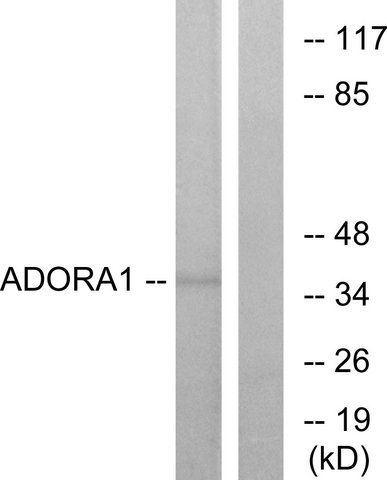 Anti-ADORA1 antibody produced in rabbit