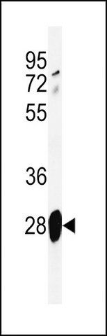 ANTI-ADM (CENTER) antibody produced in rabbit