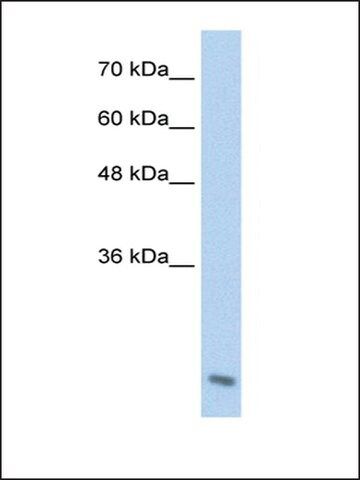 Anti-AES antibody produced in rabbit