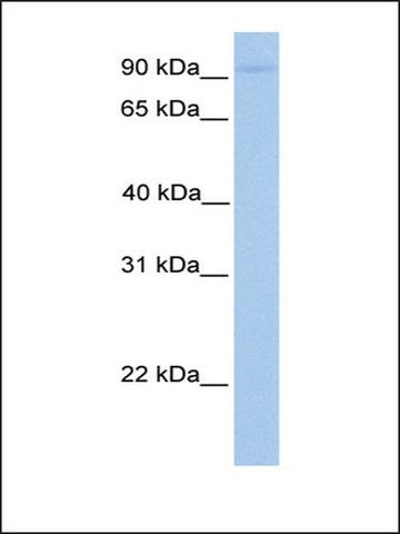 Anti-AGBL5 (AB2) antibody produced in rabbit