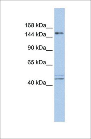 Anti-ADNP antibody produced in rabbit