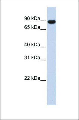 Anti-AKAP8 (ab1) antibody produced in rabbit