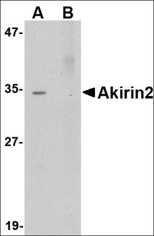 Anti-Akirin2 (ab2) antibody produced in rabbit