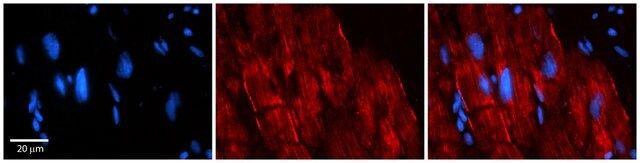 Anti-AKAP7 antibody produced in rabbit