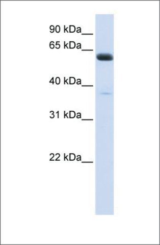 Anti-ALG6 (ab1) antibody produced in rabbit